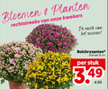 klik op dit plaatje voor een vergroting en voor vergelijkbare aanbiedingen gerelateerd aan ` bolchrysanten 19 bloemen planten kwekers seizoen potmaat cm stuk ` bolchrysanten 19 bloemen planten kwekers seizoen potmaat cm stuk