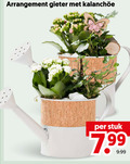klik op dit plaatje voor een vergroting en voor vergelijkbare aanbiedingen gerelateerd aan ` arrangement gieter kalanchoe stuk ` arrangement gieter kalanchoe stuk