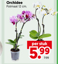 klik op dit plaatje voor een vergroting en voor vergelijkbare aanbiedingen gerelateerd aan ` orchidee 12 potmaat cm stuk 5.99 ` orchidee 12 potmaat cm stuk 5.99