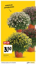 klik op dit plaatje voor een vergroting en voor vergelijkbare aanbiedingen gerelateerd aan ` 22 28 zomerbloeiers bol chrysant stuk jumbo ` 22 28 zomerbloeiers bol chrysant stuk jumbo
