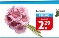 klik op dit plaatje voor een vergroting en voor vergelijkbare aanbiedingen gerelateerd aan ` germini bos ` germini bos