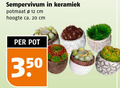 klik op dit plaatje voor een vergroting en voor vergelijkbare aanbiedingen gerelateerd aan ` vetplant 12 20 350 sempervivum keramiek potmaat cm hoogte ca. pot ` vetplant 12 20 350 sempervivum keramiek potmaat cm hoogte ca. pot