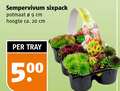 klik op dit plaatje voor een vergroting en voor vergelijkbare aanbiedingen gerelateerd aan ` vetplant 9 20 sempervivum potmaat cm hoogte ca. tray 50 ` vetplant 9 20 sempervivum potmaat cm hoogte ca. tray 50