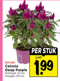 klik op dit plaatje voor een vergroting en voor vergelijkbare aanbiedingen gerelateerd aan ` tuinplanten 12 30 celosia deep purple potmaat cm hoogte stuk ` tuinplanten 12 30 celosia deep purple potmaat cm hoogte stuk