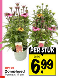 klik op dit plaatje voor een vergroting en voor vergelijkbare aanbiedingen gerelateerd aan ` tuinplanten 17 stuk zonnehoed potmaat cm 6 99 ` tuinplanten 17 stuk zonnehoed potmaat cm 6 99