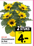 klik op dit plaatje voor een vergroting en voor vergelijkbare aanbiedingen gerelateerd aan ` zonnebloemen 2 13 zonnebloem pot potmaat cm stuks ` zonnebloemen 2 13 zonnebloem pot potmaat cm stuks