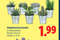 klik op dit plaatje voor een vergroting en voor vergelijkbare aanbiedingen gerelateerd aan ` 13 vetplanten potmaat 5 cm hoogte ca. ` 13 vetplanten potmaat 5 cm hoogte ca.