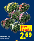 klik op dit plaatje voor een vergroting en voor vergelijkbare aanbiedingen gerelateerd aan ` potchrysant 6 18 chrysant tray hoogte ca. cm stuks ` potchrysant 6 18 chrysant tray hoogte ca. cm stuks