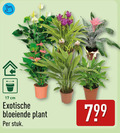 klik op dit plaatje voor een vergroting en voor vergelijkbare aanbiedingen gerelateerd aan ` kamerplanten 17 cm exotische bloeiende plant stuk ` kamerplanten 17 cm exotische bloeiende plant stuk