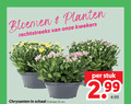 klik op dit plaatje voor een vergroting en voor vergelijkbare aanbiedingen gerelateerd aan ` 23 bloemen planten kwekers stuk chrysanten schaal potmaat cm ` 23 bloemen planten kwekers stuk chrysanten schaal potmaat cm