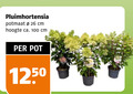 klik op dit plaatje voor een vergroting en voor vergelijkbare aanbiedingen gerelateerd aan ` 26 100 pluimhortensia potmaat cm hoogte ca. pot ` 26 100 pluimhortensia potmaat cm hoogte ca. pot