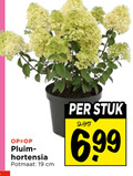 klik op dit plaatje voor een vergroting en voor vergelijkbare aanbiedingen gerelateerd aan ` 19 hortensia potmaat cm stuk ` 19 hortensia potmaat cm stuk