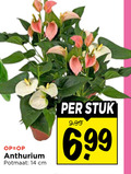 klik op dit plaatje voor een vergroting en voor vergelijkbare aanbiedingen gerelateerd aan ` 14 anthurium potmaat cm stuk ` 14 anthurium potmaat cm stuk