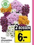 klik op dit plaatje voor een vergroting en voor vergelijkbare aanbiedingen gerelateerd aan ` 2 5 dagen chrysanten bos stelen bossen ` 2 5 dagen chrysanten bos stelen bossen