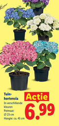 klik op dit plaatje voor een vergroting en voor vergelijkbare aanbiedingen gerelateerd aan ` 23 45 tuin hortensia kleuren potmaat cm hoogte ca. ` 23 45 tuin hortensia kleuren potmaat cm hoogte ca.