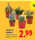 klik op dit plaatje voor een vergroting en voor vergelijkbare aanbiedingen gerelateerd aan ` 12 20 cactus vetplant potmaat cm hoogte ca. ` 12 20 cactus vetplant potmaat cm hoogte ca.