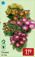 klik op dit plaatje voor een vergroting en voor vergelijkbare aanbiedingen gerelateerd aan ` 12 chrysant cm stuk ` 12 chrysant cm stuk
