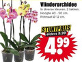 klik op dit plaatje voor een vergroting en voor vergelijkbare aanbiedingen gerelateerd aan ` orchidee 2 12 40 50 vlinderorchidee kleuren takken hoogte cm potmaat elders ` orchidee 2 12 40 50 vlinderorchidee kleuren takken hoogte cm potmaat elders