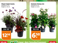 klik op dit plaatje voor een vergroting en voor vergelijkbare aanbiedingen gerelateerd aan ` tuinplanten 19 23 50 65 650 mixpot tripple beauty potmaat cm hoogte ca. anemone fantasy mix pot ` tuinplanten 19 23 50 65 650 mixpot tripple beauty potmaat cm hoogte ca. anemone fantasy mix pot