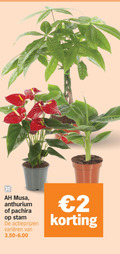 klik op dit plaatje voor een vergroting en voor vergelijkbare aanbiedingen gerelateerd aan ` anthurium pachira 2 stam varieeren ` anthurium pachira 2 stam varieeren