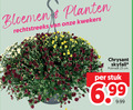 klik op dit plaatje voor een vergroting en voor vergelijkbare aanbiedingen gerelateerd aan ` 23 bloemen planten kwekers chrysant skyfall potmaat cm stuk ` 23 bloemen planten kwekers chrysant skyfall potmaat cm stuk