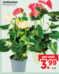 klik op dit plaatje voor een vergroting en voor vergelijkbare aanbiedingen gerelateerd aan ` 12 anthurium potmaat cm stuk 3.99 ` 12 anthurium potmaat cm stuk 3.99
