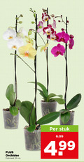 klik op dit plaatje voor een vergroting en voor vergelijkbare aanbiedingen gerelateerd aan ` orchidee 12 potmaat cm stuk 4 99 ` orchidee 12 potmaat cm stuk 4 99