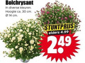 klik op dit plaatje voor een vergroting en voor vergelijkbare aanbiedingen gerelateerd aan ` 14 30 bolchrysant kleuren hoogte ca. cm elders ` 14 30 bolchrysant kleuren hoogte ca. cm elders