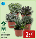klik op dit plaatje voor een vergroting en voor vergelijkbare aanbiedingen gerelateerd aan ` vetplant 12 cm stuk ` vetplant 12 cm stuk