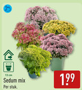 klik op dit plaatje voor een vergroting en voor vergelijkbare aanbiedingen gerelateerd aan ` vetplant 13 sedum mix cm stuk ` vetplant 13 sedum mix cm stuk