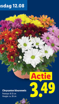 klik op dit plaatje voor een vergroting en voor vergelijkbare aanbiedingen gerelateerd aan ` 23 26 chrysanten kleurenmix potmaat cm hoogte ca. ` 23 26 chrysanten kleurenmix potmaat cm hoogte ca.