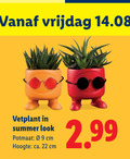 klik op dit plaatje voor een vergroting en voor vergelijkbare aanbiedingen gerelateerd aan ` 22 vrijdag vetplant summer potmaat cm hoogte ca. ` 22 vrijdag vetplant summer potmaat cm hoogte ca.