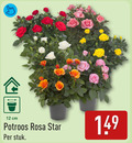 klik op dit plaatje voor een vergroting en voor vergelijkbare aanbiedingen gerelateerd aan ` 12 cm potroos rosa star stuk ` 12 cm potroos rosa star stuk