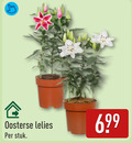 klik op dit plaatje voor een vergroting en voor vergelijkbare aanbiedingen gerelateerd aan ` oosterse lelies stuk ` oosterse lelies stuk