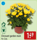 klik op dit plaatje voor een vergroting en voor vergelijkbare aanbiedingen gerelateerd aan ` 12 cm chrysant garden stuk ` 12 cm chrysant garden stuk