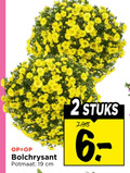 klik op dit plaatje voor een vergroting en voor vergelijkbare aanbiedingen gerelateerd aan ` 2 19 bolchrysant potmaat cm stuks ` 2 19 bolchrysant potmaat cm stuks