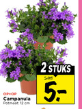 klik op dit plaatje voor een vergroting en voor vergelijkbare aanbiedingen gerelateerd aan ` 2 12 campanula potmaat cm stuks ` 2 12 campanula potmaat cm stuks