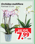 klik op dit plaatje voor een vergroting en voor vergelijkbare aanbiedingen gerelateerd aan ` 12 orchidee multiflora potmaat cm stuk ` 12 orchidee multiflora potmaat cm stuk