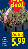 klik op dit plaatje voor een vergroting en voor vergelijkbare aanbiedingen gerelateerd aan ` heideplanten 6 25 deal heide tray stuks hoogte ca. cm 5.99 ` heideplanten 6 25 deal heide tray stuks hoogte ca. cm 5.99