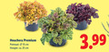 klik op dit plaatje voor een vergroting en voor vergelijkbare aanbiedingen gerelateerd aan ` tuinplanten 15 25 heuchera premium potmaat cm hoogte ca. 3.99 ` tuinplanten 15 25 heuchera premium potmaat cm hoogte ca. 3.99