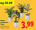 klik op dit plaatje voor een vergroting en voor vergelijkbare aanbiedingen gerelateerd aan ` kamerplanten 11 30 kamer plantenmix pot 3.99 potmaat cm hoogte ca. ` kamerplanten 11 30 kamer plantenmix pot 3.99 potmaat cm hoogte ca.