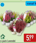 klik op dit plaatje voor een vergroting en voor vergelijkbare aanbiedingen gerelateerd aan ` lavendel 6 garden pack ` lavendel 6 garden pack