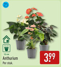 klik op dit plaatje voor een vergroting en voor vergelijkbare aanbiedingen gerelateerd aan ` 12 cm anthurium stuk ` 12 cm anthurium stuk