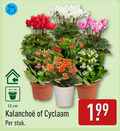 klik op dit plaatje voor een vergroting en voor vergelijkbare aanbiedingen gerelateerd aan ` 12 cm cyclaam stuk ` 12 cm cyclaam stuk