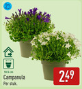 klik op dit plaatje voor een vergroting en voor vergelijkbare aanbiedingen gerelateerd aan ` cm campanula stuk ` cm campanula stuk
