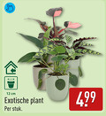 klik op dit plaatje voor een vergroting en voor vergelijkbare aanbiedingen gerelateerd aan ` kamerplanten 12 cm exotische plant stuk ` kamerplanten 12 cm exotische plant stuk