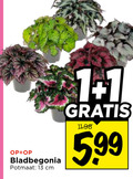 klik op dit plaatje voor een vergroting en voor vergelijkbare aanbiedingen gerelateerd aan ` 1 13 bladbegonia potmaat cm 5 99 ` 1 13 bladbegonia potmaat cm 5 99