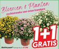 klik op dit plaatje voor een vergroting en voor vergelijkbare aanbiedingen gerelateerd aan ` bolchrysanten 1 19 bloemen planten kwekers bolchrysant potmaat cm 5.99 ` bolchrysanten 1 19 bloemen planten kwekers bolchrysant potmaat cm 5.99