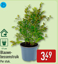 klik op dit plaatje voor een vergroting en voor vergelijkbare aanbiedingen gerelateerd aan ` fruitstruik 17 cm blauwe stuk ` fruitstruik 17 cm blauwe stuk