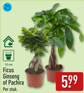 klik op dit plaatje voor een vergroting en voor vergelijkbare aanbiedingen gerelateerd aan ` pachira ficus 12 cm ginseng stuk ` pachira ficus 12 cm ginseng stuk